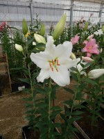 [5628 VH58 No01.JPG]